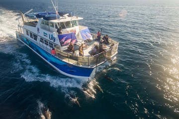 Drone view of whale watching boat Lily with dolphins riding alongside the bow