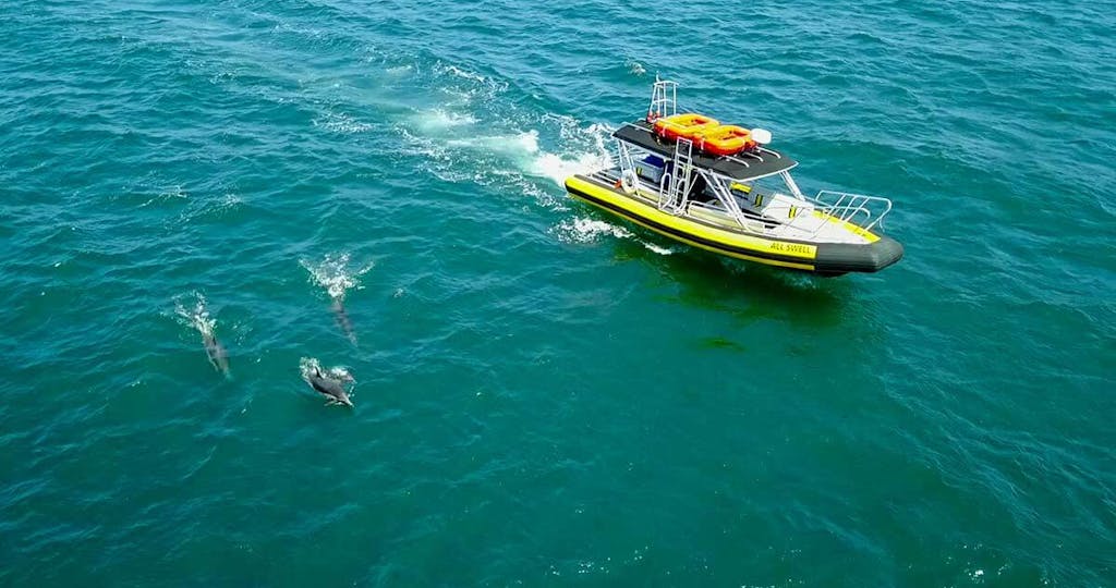 Zodiac Boat AllsWell surrounded by dolphins off Dana Point, California