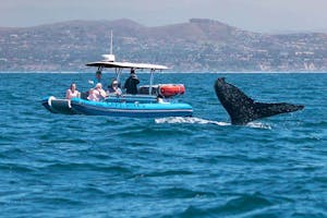 Humpback whale flukes next to whale watching zodiac, Fast Cat
