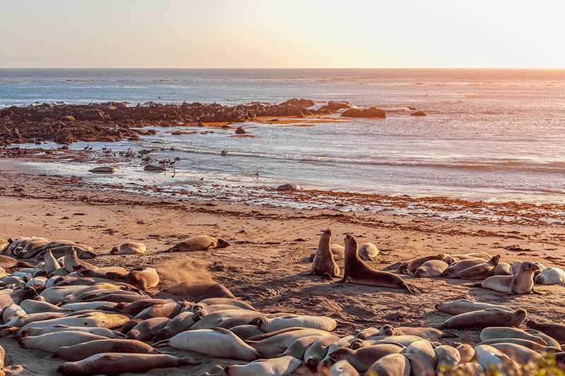 Elephant seals on the beach at San Simeon