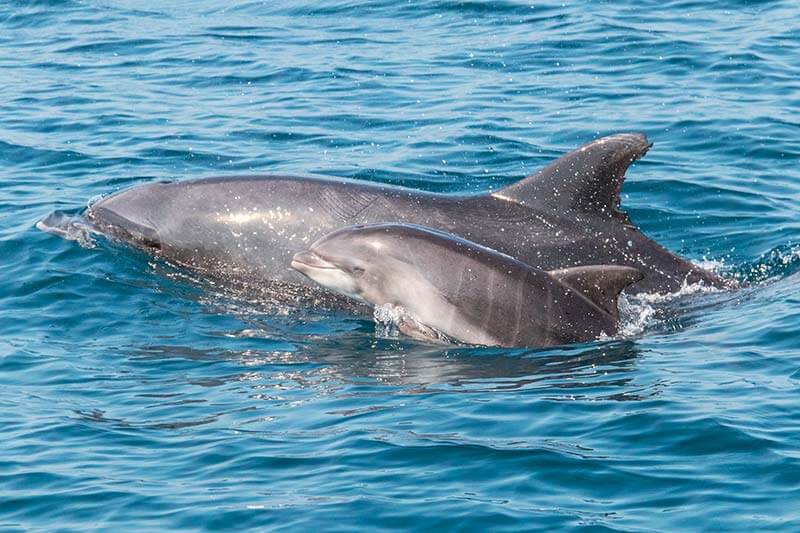 A bottlenose dolphin calf swimming next to its mother