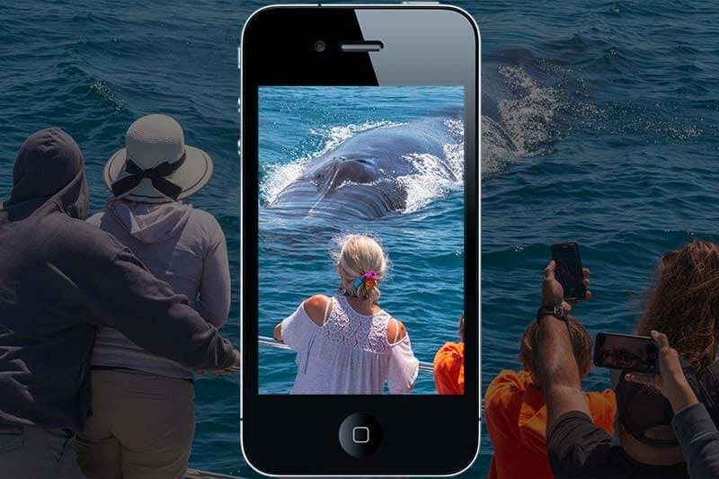 People whale watching through the view of a smartphone