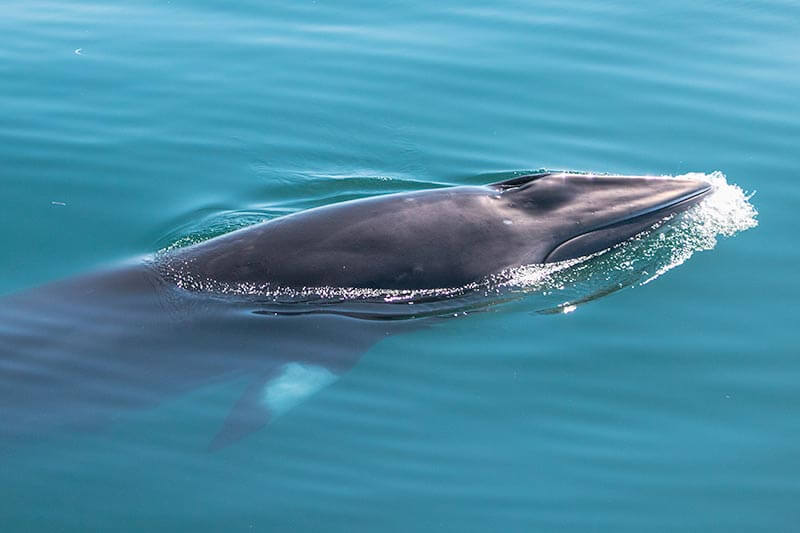 A minke whale above the surface of the water