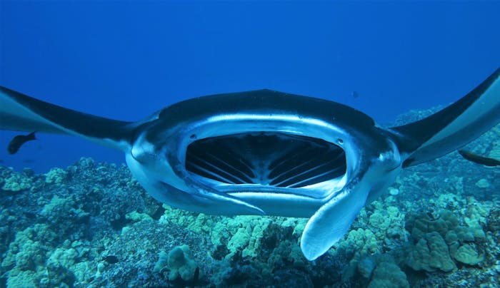 Coral Reef Divers