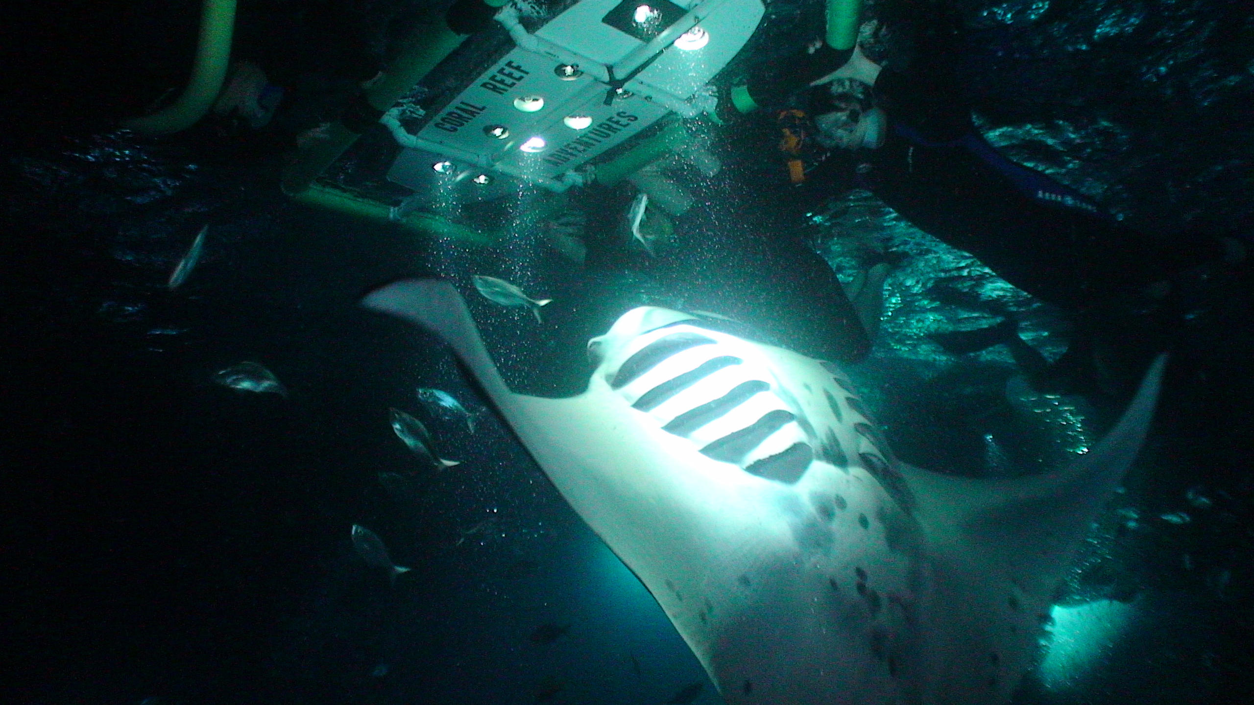 manta ray night snorkel