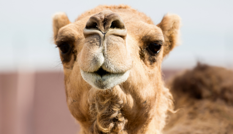a close up of a camel that is looking at the camera