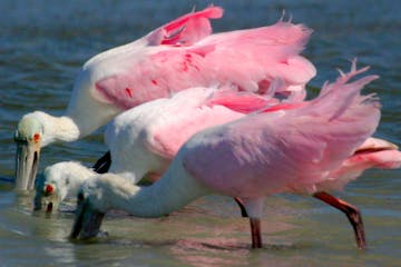 3 pink birds with their beaks in water