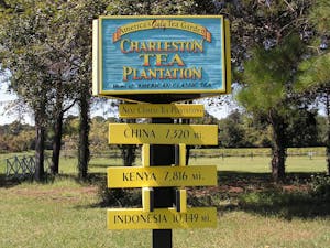 Charleston, SC Tea Garden. Charleston SC Plantation tours, Food Tours