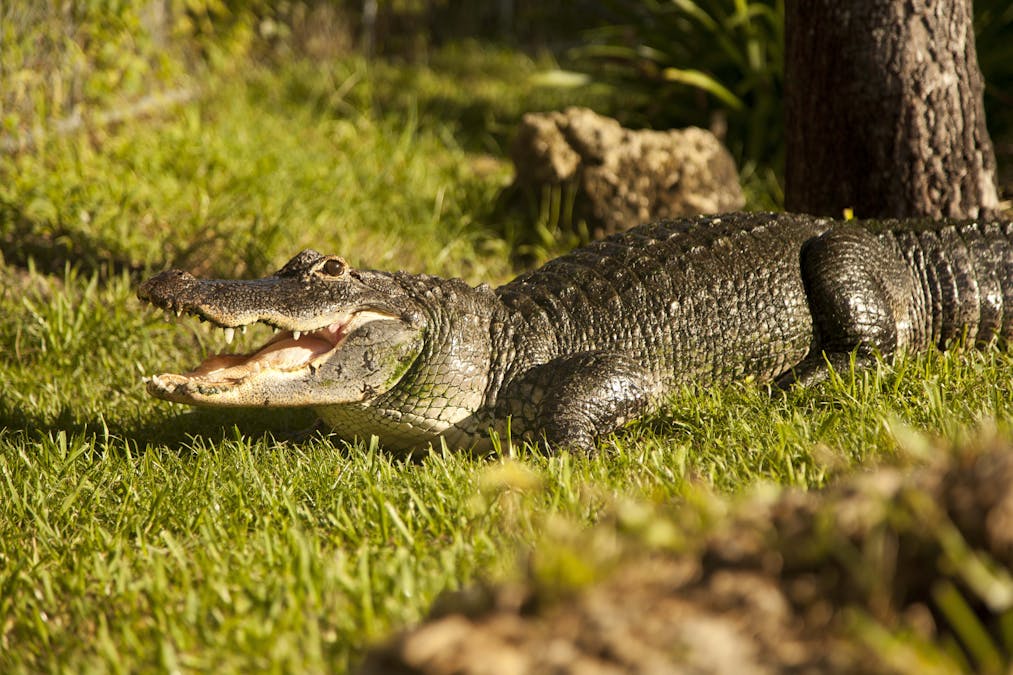 Gator in the grass Everglades