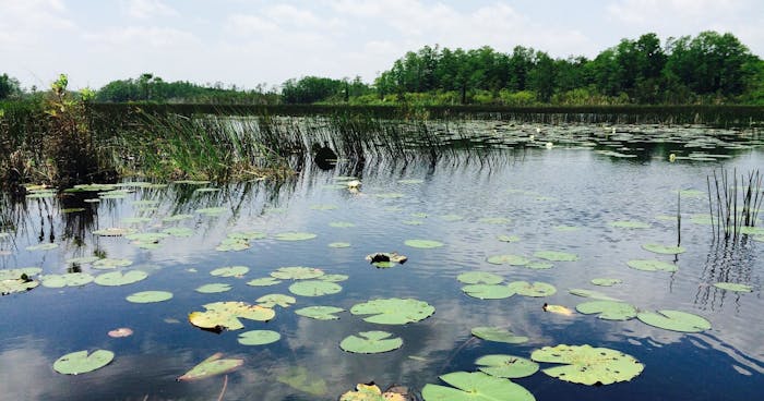 Florida Everglades Adventure Package, Sawgrass Recreation Park, Weston, October  24 2023