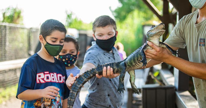 Sawgrass Reptile Exhibit Private Tour Sawgrass Recreation Park - roblox reptile