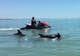 Orcas in front of someone on a Jetski