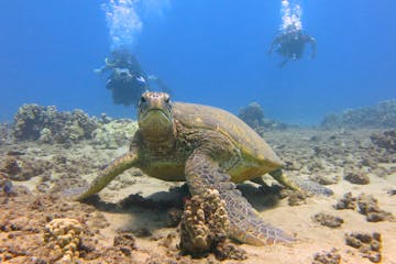 PADI open water divers with a big Maui turtle at Airport Beach.