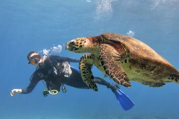 A turtle swimming under water with an introductory scuba diver in Lahaina, Maui