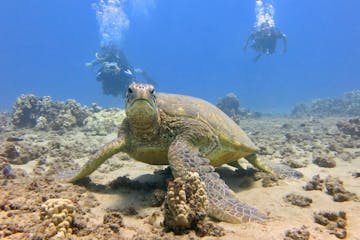 a turtle swimming underwater near a padi open water referral course in Lahaina, Maui
