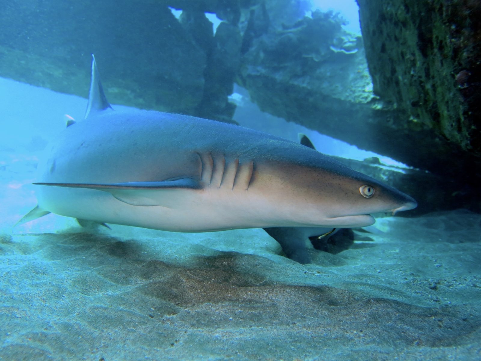 Shark Diving in Maui - Banyan Tree Divers