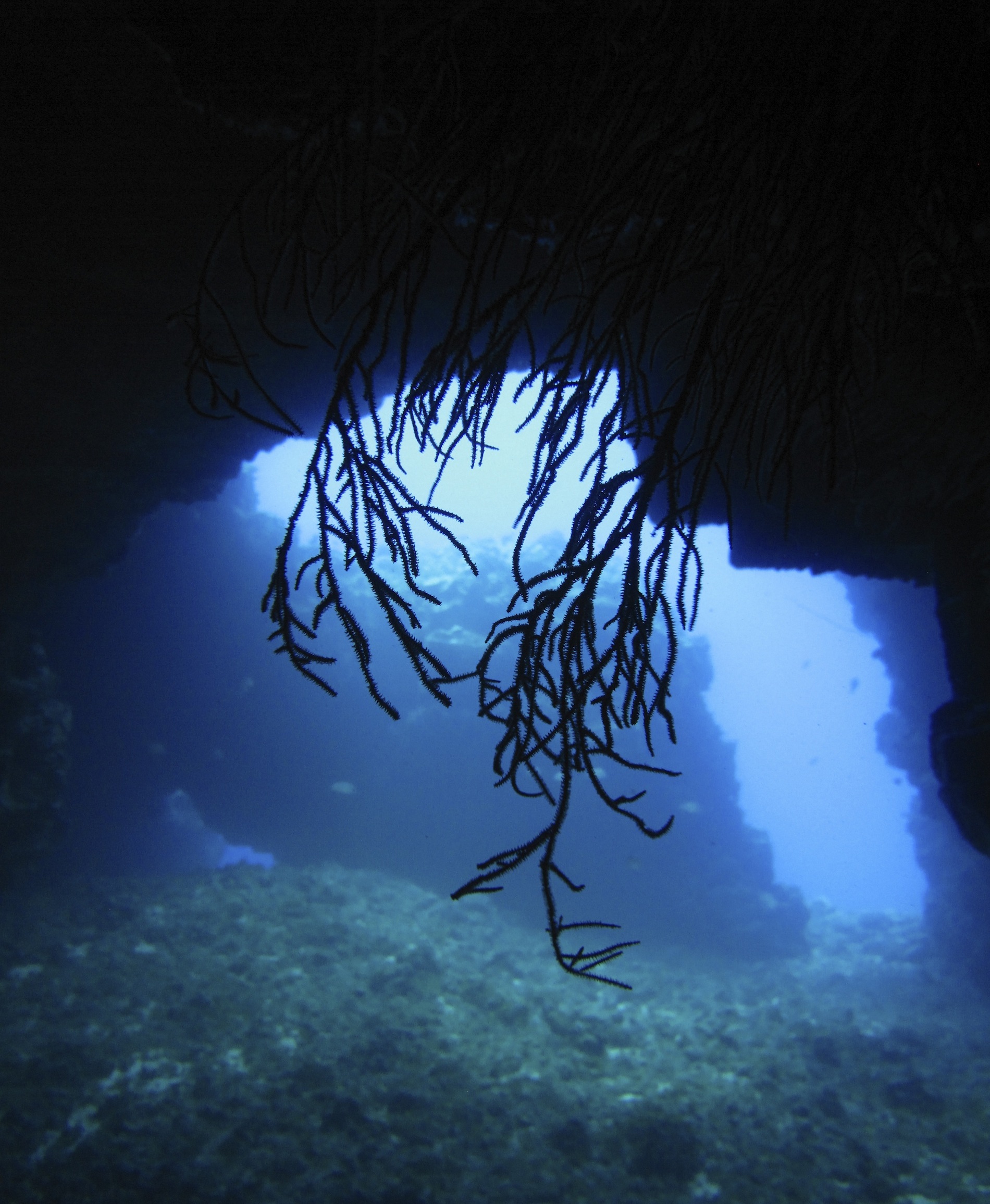 Maui divers clearance black coral