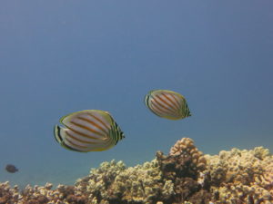 Ornate Butterflyfish swimming along the reef in Ka'anapali, Maui.