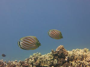 Ornate butterfly fish swim along kaanapali reef