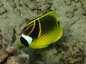 close up of a raccoon butterflyfish