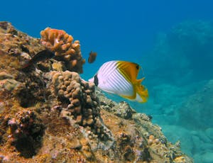 threadfin butterflyfish grazing on reef