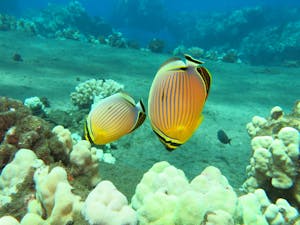 Two rainbow butterflyfish graze on coral