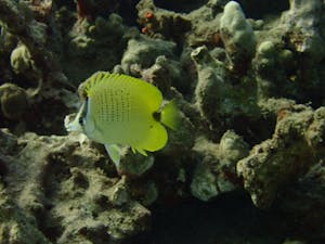 a close up of a lemon milletseed butterflyfish