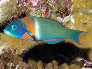 a close up of a saddle wrasse in Maui