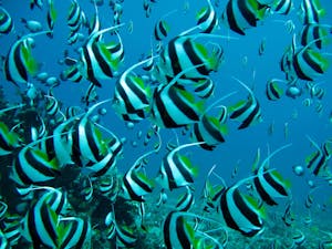 a school of pennant butterflyfish in Kaanapali Maui
