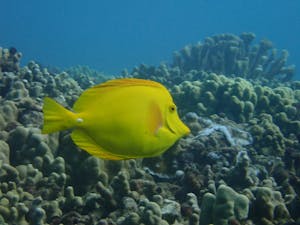 a yellow tang swimming in kaanapali maui