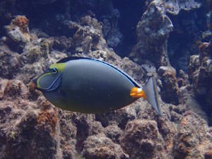 a close up of an orangespine surgeonfish