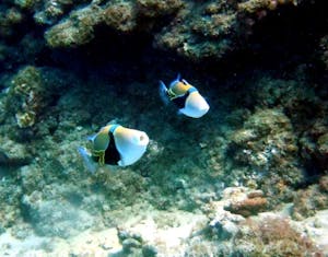 two triggerfish at black rock kaanpali maui
