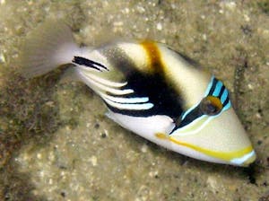 a close up of a picasso triggerfish