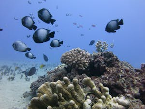 hawaiian damselfish swimming above coral