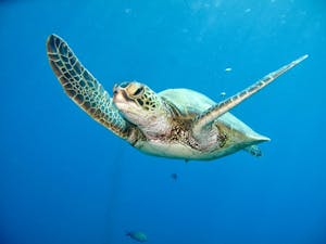 a hawaiian green turtle swimming in lahaina maui