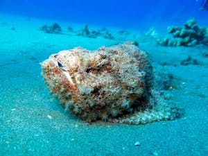 a scorpion fish sits on the bottom of the ocean in maui