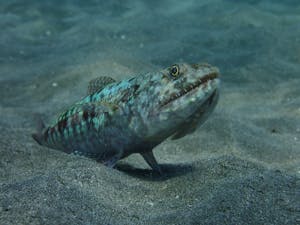 a close up of a lizardfish