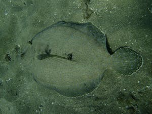 a close up of a large flounder
