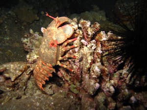 a slipper lobster at night in maui