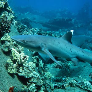 a whitetip reef shark swims at mala pier in lahaina maui