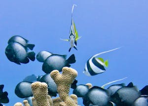 colorful bannerfish in blue ocean water looking back at a scuba diver