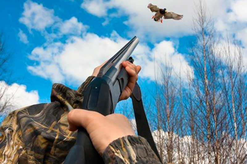 hands of hunter in camouflage shooting from a gun to duck