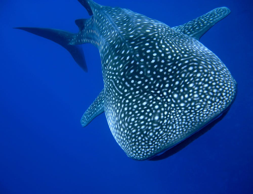 Swimming With Whale Sharks  Sustainable Watching Fishes - FOS