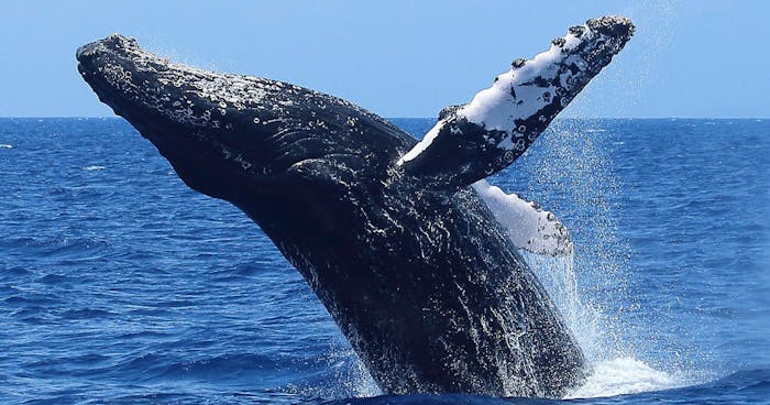 Maui Adventure Whale Watching Wildlife Cruise In Wailiea Hi