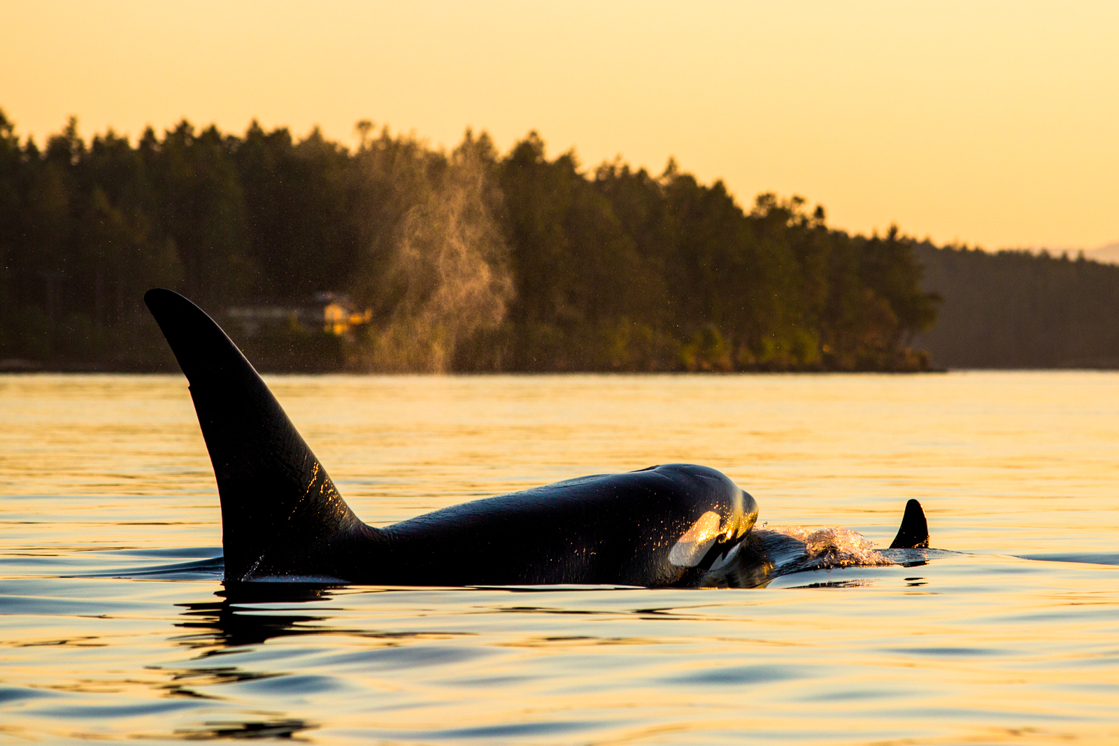 White Rock Sea Tours | Vancouver Whale Watching Tours & Sea Tours