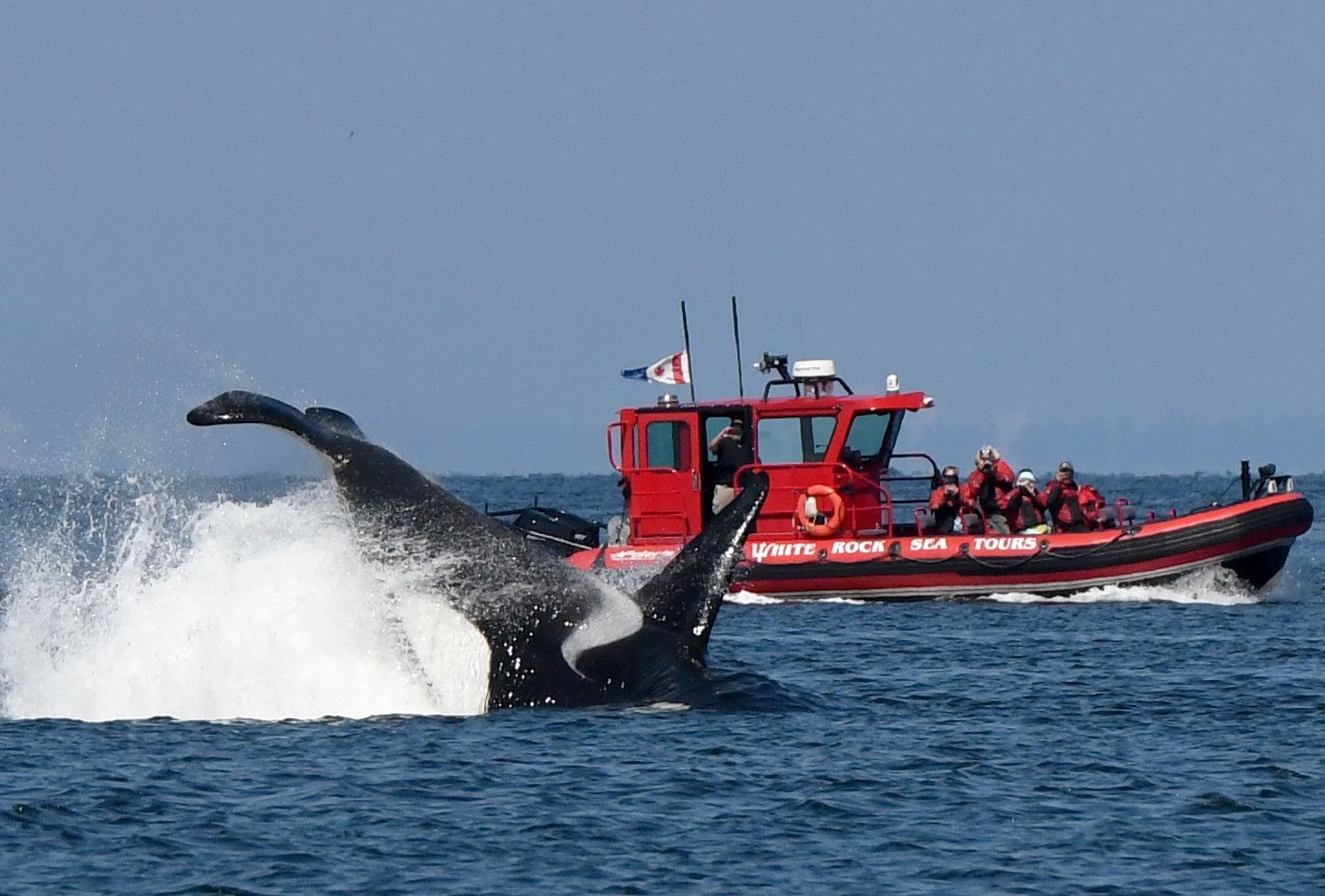 White Rock Whale Watching Adventure | White Rock Sea Tours Inc.