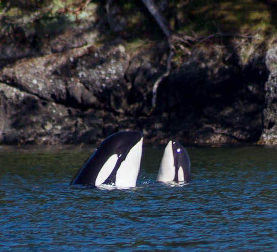 White Rock Whale Watching Adventure | White Rock Sea Tours Inc.