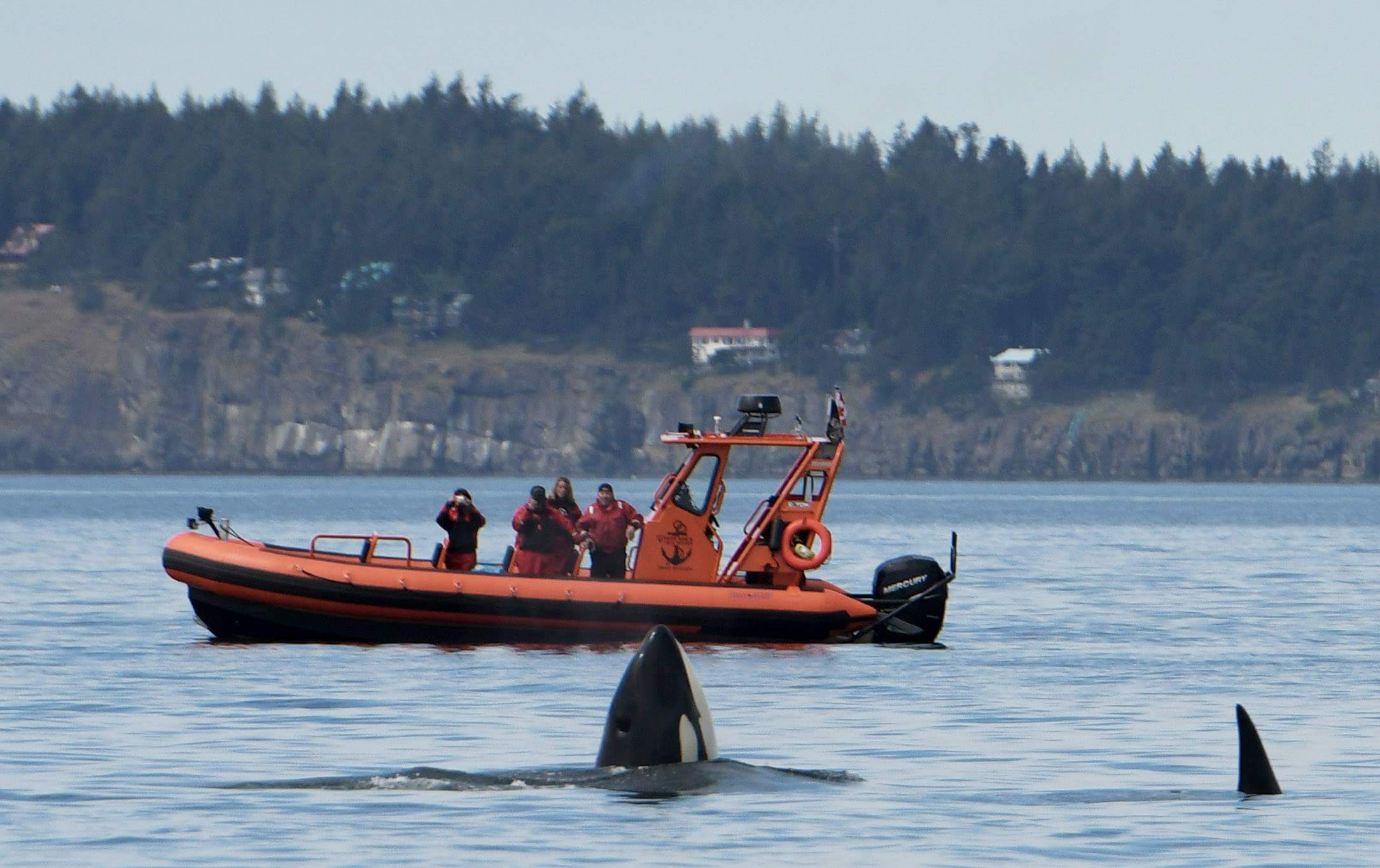 A Whale Watching Tour In Vancouver | Blog - White Rock Sea Tours