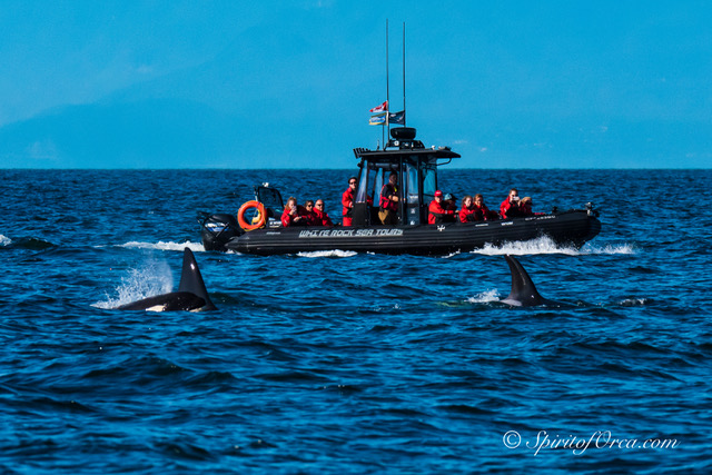 Vancouver Boat Charters & Whale Watching | White Rock Sea Tours