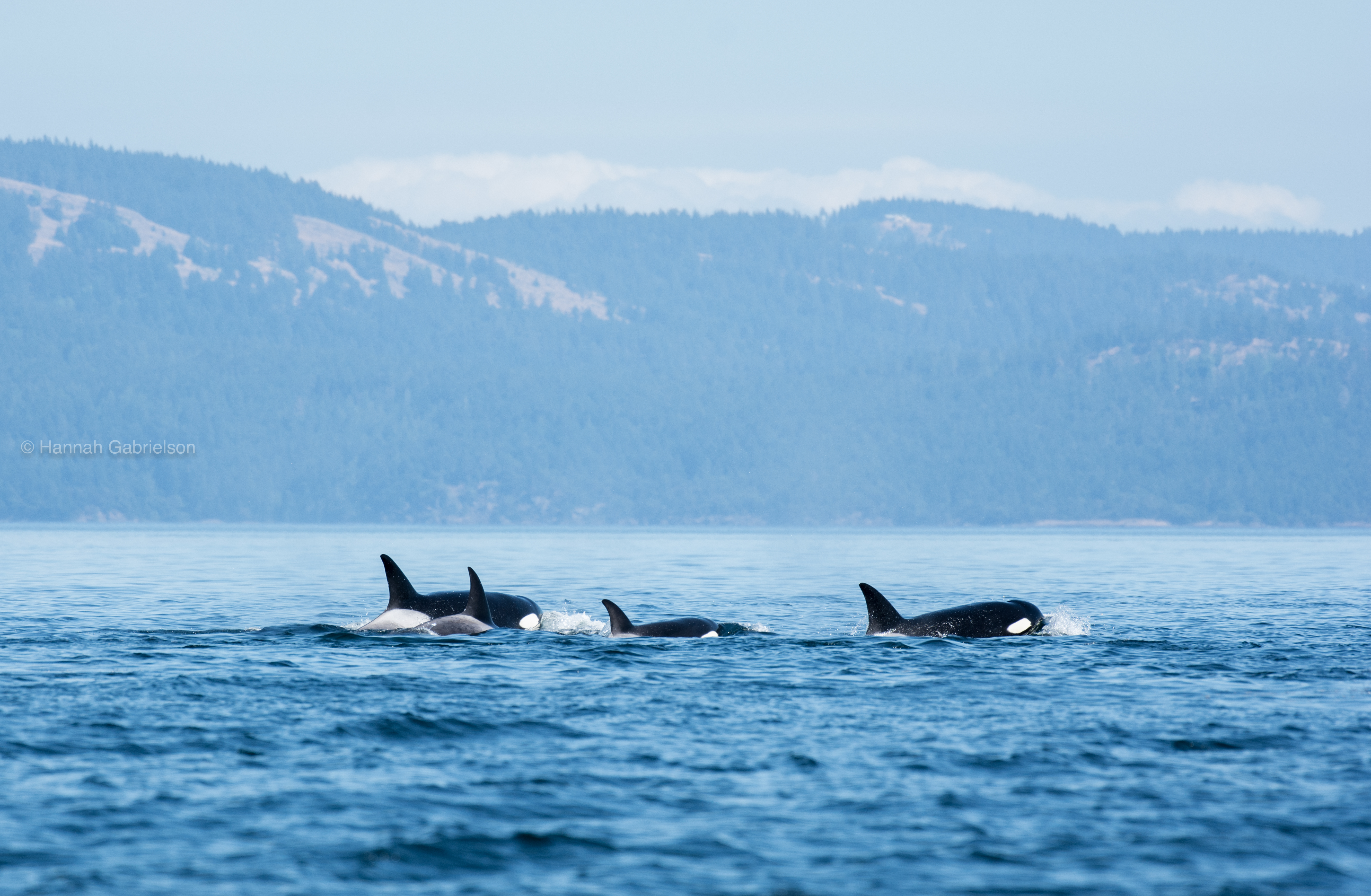 Killer & Baleen Whales Gallery | White Rock Sea Tours Inc.